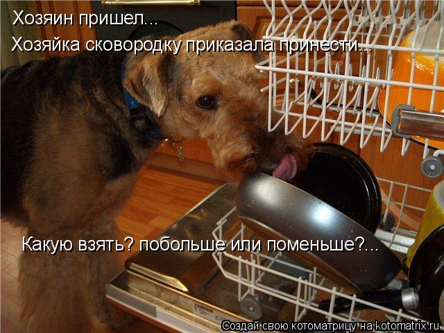 Хозяин пришел... Хозяйка сковородку приказала принести... Какую взять? побольше или поменьше?...... Котоматрица: Хозяин пришел... Хозяйка сковородку приказала принести... Какую взять? побольше или поменьше?...