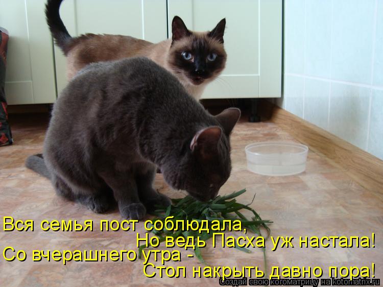 Стол накрыть давно пора! Со вчерашнего утра - Но ведь Пасха уж настала! Вся семья пост соблюдала,... Котоматрица: Стол накрыть давно пора! Со вчерашнего утра - Но ведь Пасха уж настала! Вся семья пост соблюдала,