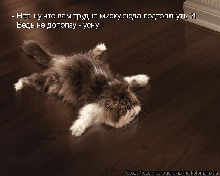 - Нет, ну что вам трудно миску сюда подтолкнуть ?! Ведь не доползу - усну !... Котоматрица: - Нет, ну что вам трудно миску сюда подтолкнуть ?! Ведь не доползу - усну !