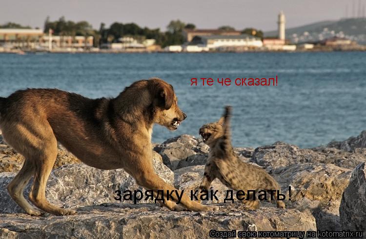 я те че сказал! зарядку как делать!... Котоматрица: я те че сказал! зарядку как делать!