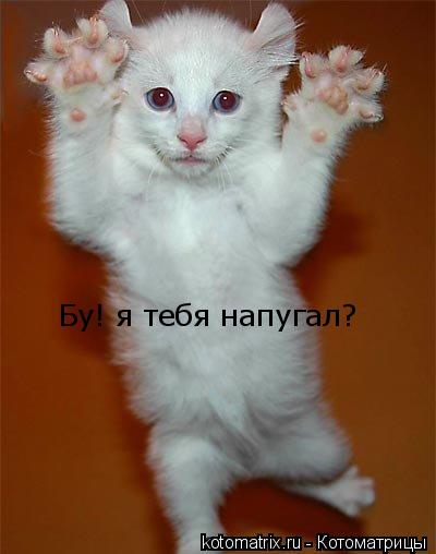 Бу! я тебя напугал?... Котоматрица: Бу! я тебя напугал?