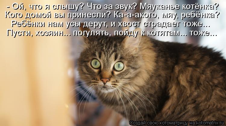 - Ой, что я слышу? Что за звук? Мяуканье котёнка? Кого домой вы принесли? Ка-а-акого, мяу, ребёнка? Р... Котоматрица: - Ой, что я слышу? Что за звук? Мяуканье котёнка? Кого домой вы принесли? Ка-а-акого, мяу, ребёнка? Ребёнки нам усы дерут, и хвост страдает тоже...