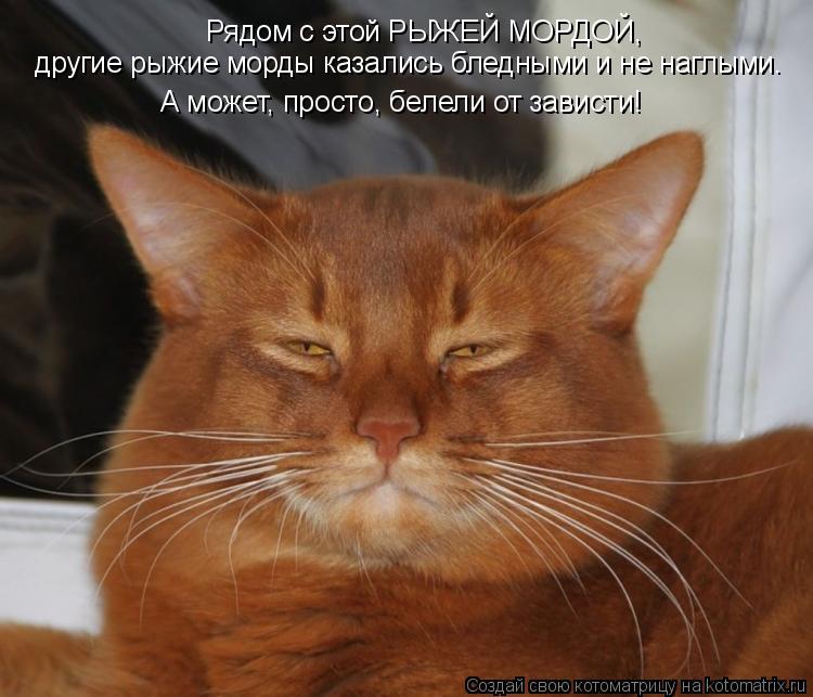 Рядом с этой РЫЖЕЙ МОРДОЙ, другие рыжие морды казались бледными и не наглыми. А может, просто, беле... Котоматрица: Рядом с этой РЫЖЕЙ МОРДОЙ, другие рыжие морды казались бледными и не наглыми. А может, просто, белели от зависти!