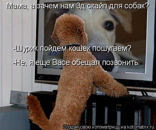 Мама, а зачем нам 3д скайп для собак? -Шурик пойдем кошек пошугаем? -Не, я еще Васе обещал позвонить.... Котоматрица: Мама, а зачем нам 3д скайп для собак? -Шурик пойдем кошек пошугаем? -Не, я еще Васе обещал позвонить.