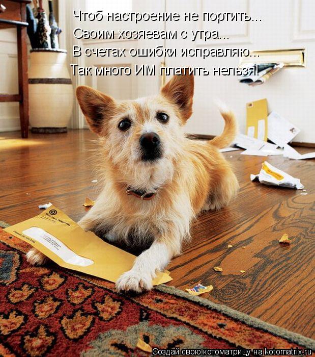 Чтоб настроение не портить... Своим хозяевам с утра... В счетах ошибки исправляю... Так много ИМ плат... Котоматрица: Чтоб настроение не портить... Своим хозяевам с утра... В счетах ошибки исправляю... Так много ИМ платить нельзя!
