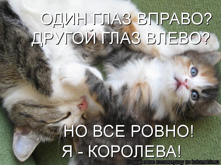 ОДИН ГЛАЗ ВПРАВО? ДРУГОЙ ГЛАЗ ВЛЕВО? НО ВСЕ РОВНО! Я - КОРОЛЕВА!... Котоматрица: ОДИН ГЛАЗ ВПРАВО? ДРУГОЙ ГЛАЗ ВЛЕВО? НО ВСЕ РОВНО! Я - КОРОЛЕВА!