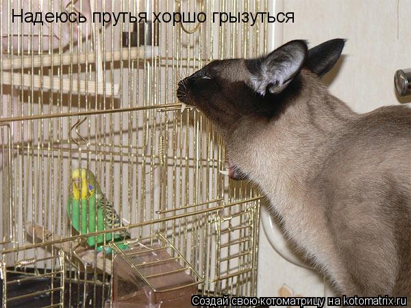 Надеюсь прутья хоршо грызуться... Котоматрица: Надеюсь прутья хоршо грызуться
