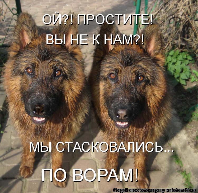 ОЙ?! ПРОСТИТЕ! ВЫ НЕ К НАМ?! МЫ СТАСКОВАЛИСЬ... ПО ВОРАМ!... Котоматрица: ОЙ?! ПРОСТИТЕ! ВЫ НЕ К НАМ?! МЫ СТАСКОВАЛИСЬ... ПО ВОРАМ!