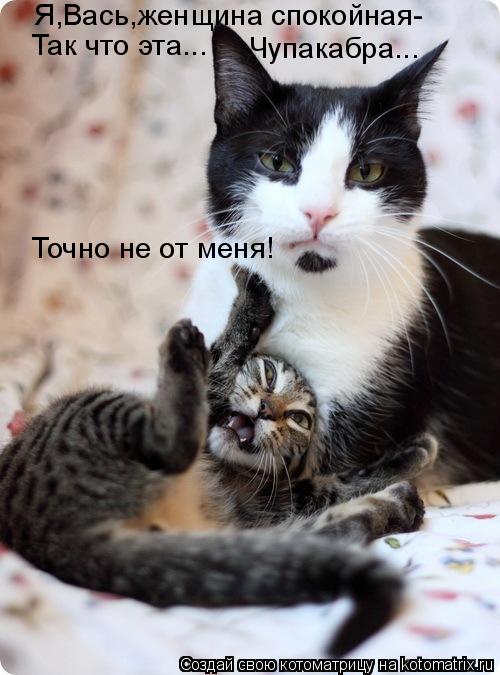 Я,Вась,женщина спокойная- Так что эта... Чупакабра... Точно не от меня!... Котоматрица: Я,Вась,женщина спокойная- Так что эта... Чупакабра... Точно не от меня!
