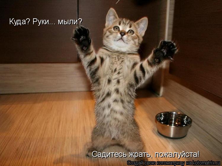 Куда? Руки... мыли? Куда? Руки... мыли? Садитесь жрать, пожалуйста!... Котоматрица: Куда? Руки... мыли? Куда? Руки... мыли? Садитесь жрать, пожалуйста!