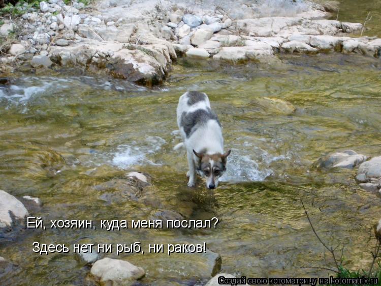 Eй, хозяин, куда меня послал? Здесь нет ни рыб, ни раков!... Котоматрица: Eй, хозяин, куда меня послал? Здесь нет ни рыб, ни раков!