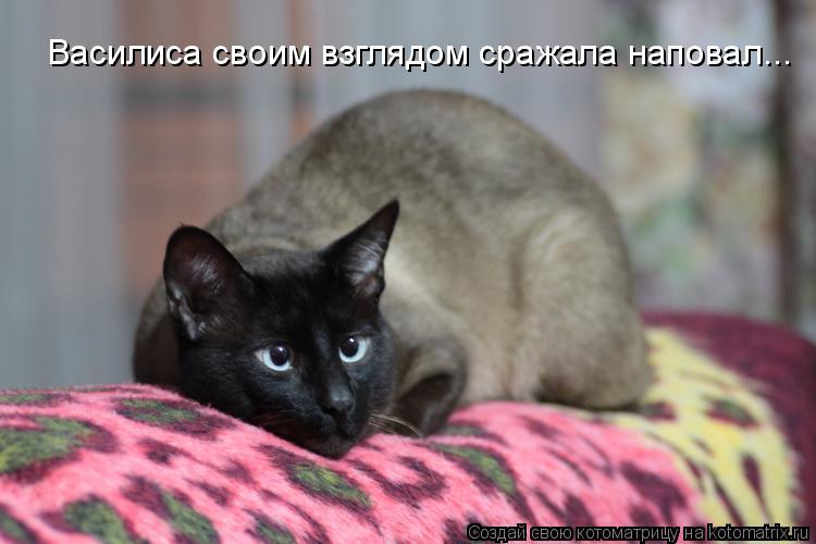 Василиса своим взглядом сражала наповал...... Котоматрица: Василиса своим взглядом сражала наповал...