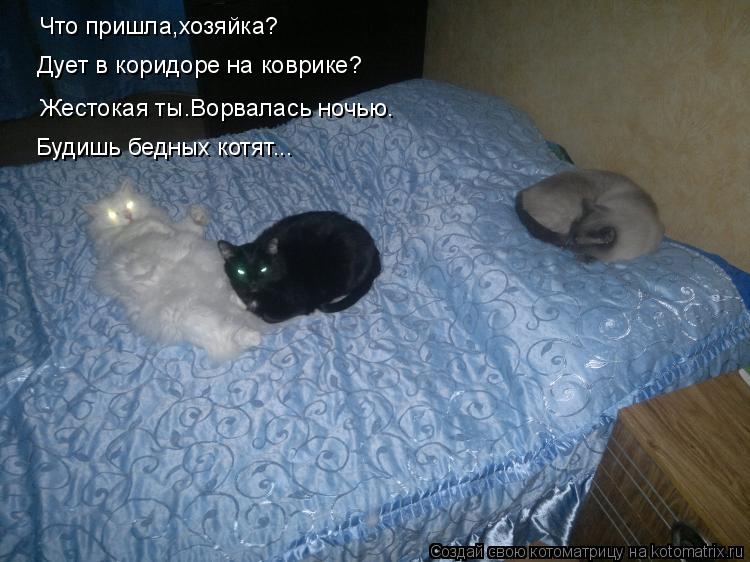Что пришла,хозяйка? Дует в коридоре на коврике? Жестокая ты.Ворвалась ночью. Будишь бедных котят...... Котоматрица: Что пришла,хозяйка? Дует в коридоре на коврике? Жестокая ты.Ворвалась ночью. Будишь бедных котят...