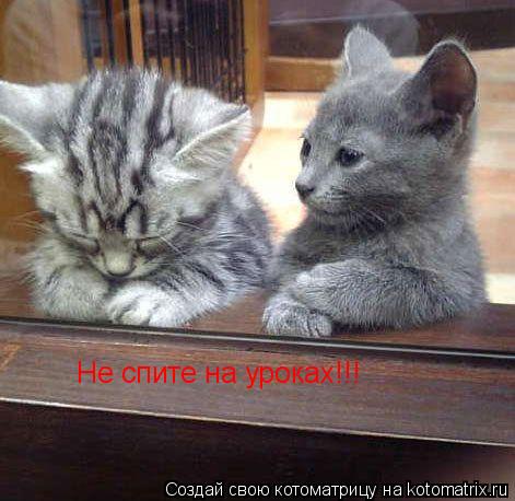 Не спите на уроках!!!... Котоматрица: Не спите на уроках!!!