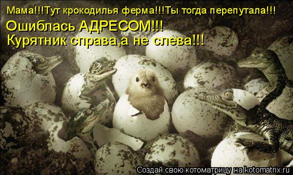 Мама!!!Тут крокодилья ферма!!!Ты тогда перепутала!!! Ошиблась АДРЕСОМ!!! Ошиблась АДРЕСОМ!!! Курятник... Котоматрица: Мама!!!Тут крокодилья ферма!!!Ты тогда перепутала!!! Ошиблась АДРЕСОМ!!! Ошиблась АДРЕСОМ!!! Курятник справа,а не слева!!!