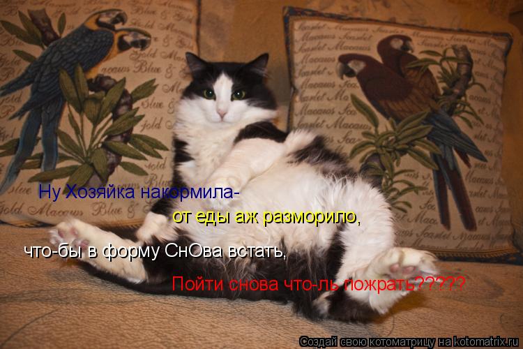 Ну Хозяйка накормила- от еды аж разморило, что-бы в форму СнОва встать, Пойти снова что-ль пожрать???... Котоматрица: Ну Хозяйка накормила- от еды аж разморило, что-бы в форму СнОва встать, Пойти снова что-ль пожрать?????