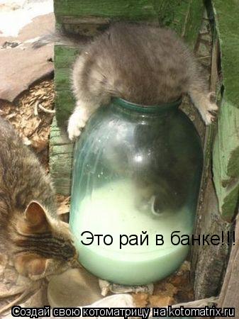 Котоматрица: Это рай в банке!!!