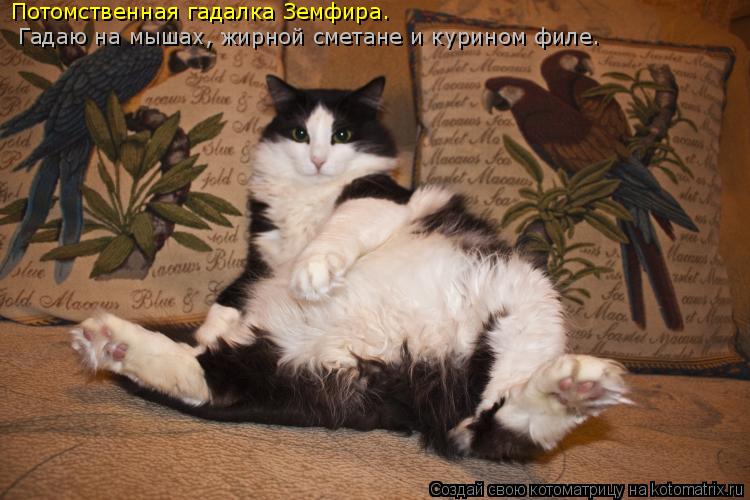 Котоматрица: Потомственная гадалка Земфира. Гадаю на мышах, жирной сметане и курином филе.