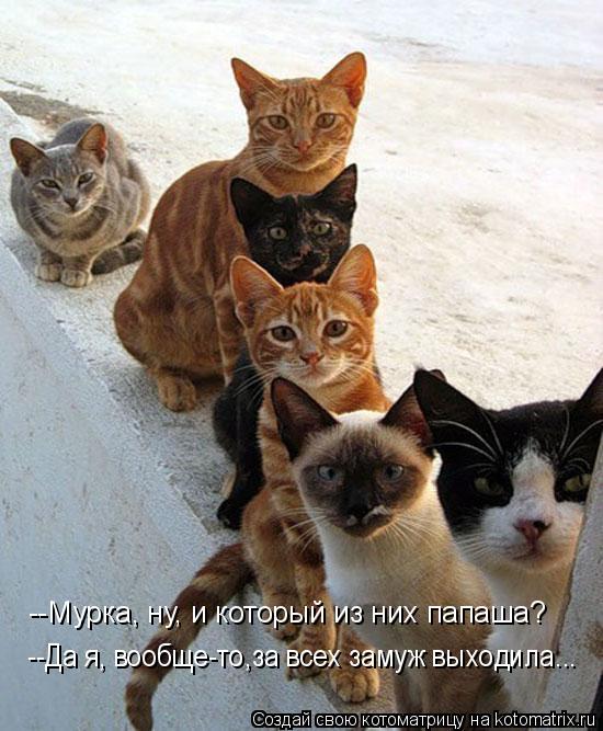 Котоматрица: --Мурка, ну, и который из них папаша? --Да я, вообще-то,за всех замуж выходила...