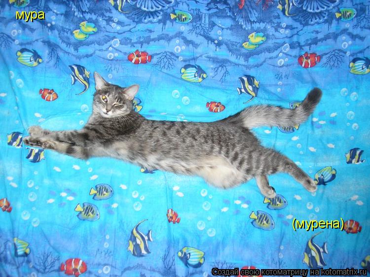 Котоматрица: мура  (мурена)