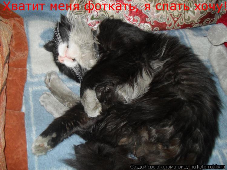 Котоматрица: Хватит меня фоткать, я спать хочу!