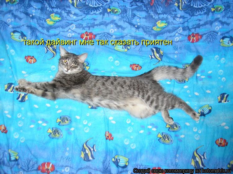 Котоматрица: такой дайвинг мне так сказать приятен