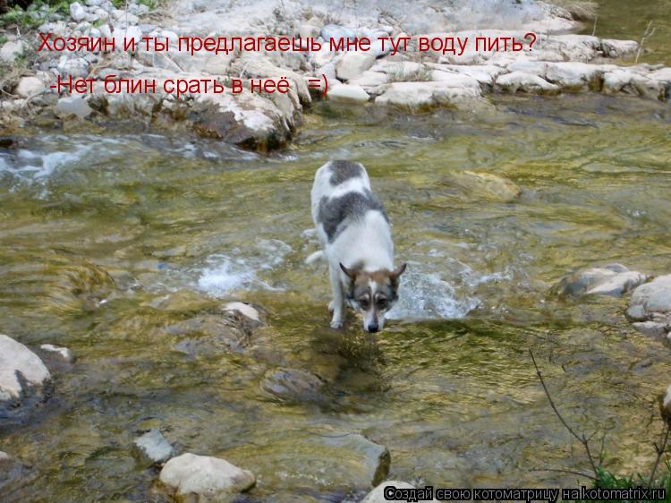 Котоматрица: Хозяин и ты предлагаешь мне тут воду пить? -Нет блин срать в неё =)