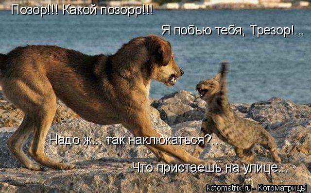 Котоматрица: Позор!!! Какой позорр!!! Надо ж... так наклюкаться?... Я побью тебя, Трезор!... Что пристаешь на улице...