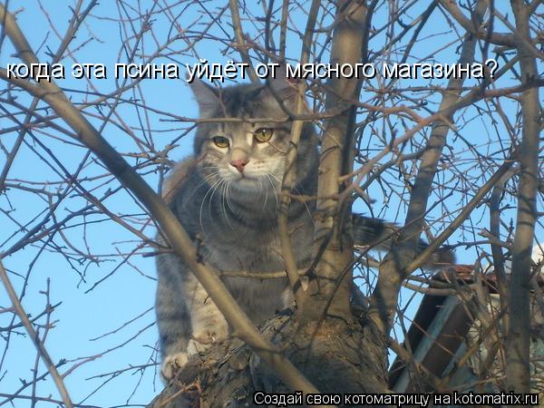 когда эта псина уйдёт от мясного магазина?... Котоматрица: когда эта псина уйдёт от мясного магазина?