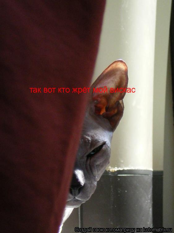 так вот кто жрёт мой вискас... Котоматрица: так вот кто жрёт мой вискас