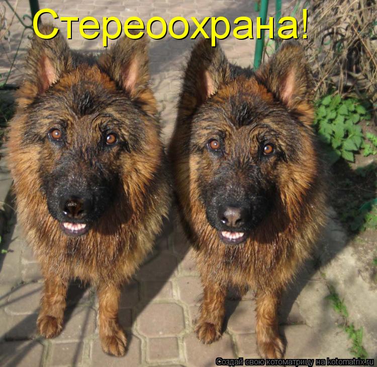 Стереоохрана!... Котоматрица: Стереоохрана!