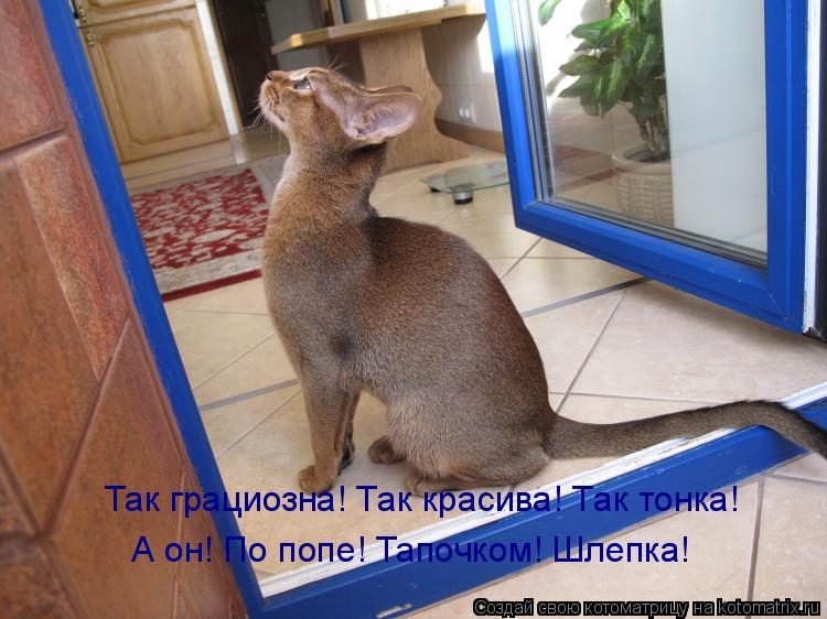 Так грациозна! Так красива! Так тонка! А он! По попе! Тапочком! Шлепка!... Котоматрица: Так грациозна! Так красива! Так тонка! А он! По попе! Тапочком! Шлепка!