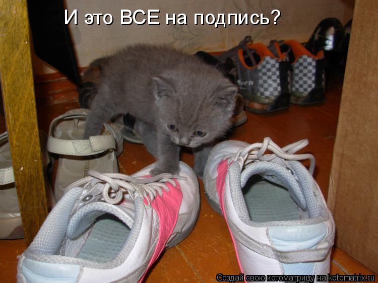 Котоматрица: И это ВСЕ на подпись?