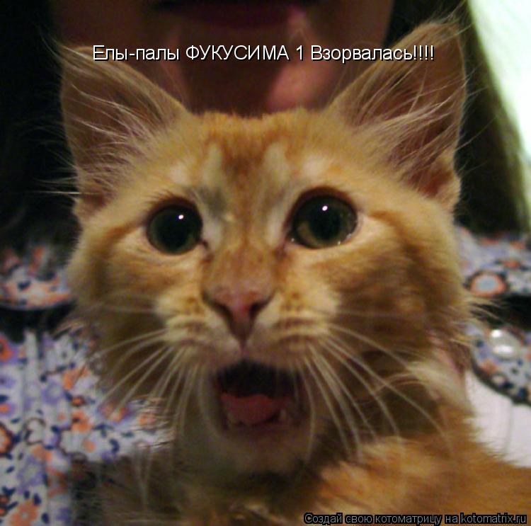 Котоматрица: Елы-палы ФУКУСИМА 1 Взорвалась!!!!