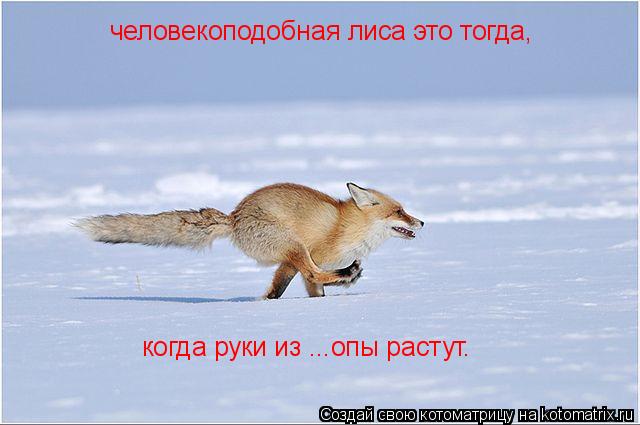 человекоподобная лиса это тогда, когда руки из ...опы растут.... Котоматрица: человекоподобная лиса это тогда, когда руки из ...опы растут.