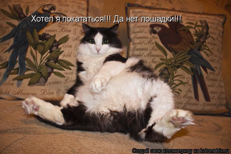 Котоматрица: Хотел я покататься!!! Да нет лошадки!!!