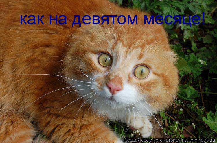 как на девятом месяце!... Котоматрица: как на девятом месяце!