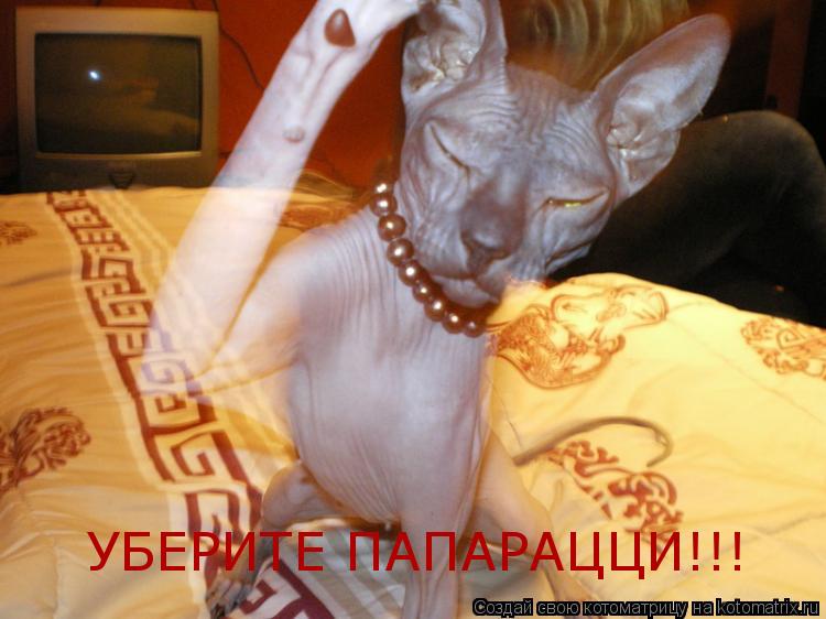 Котоматрица: УБЕРИТЕ ПАПАРАЦЦИ!!!