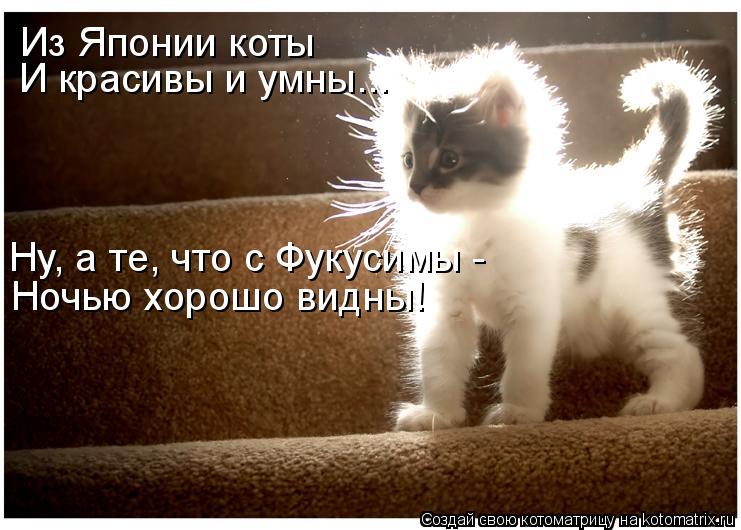 Котоматрица: Из Японии коты И красивы и умны... Ну, а те, что с Фукусимы -  Ночью хорошо видны!