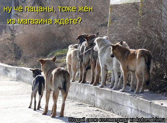 Котоматрица: ну чё пацаны, тоже жён из магазина ждёте?