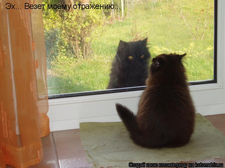 Котоматрица: Эх... Везет моему отражению...
