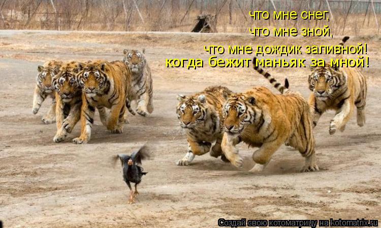 Котоматрица: что мне снег, что мне зной, что мне дождик заливной! когда бежит маньяк за мной!