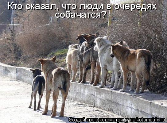 Котоматрица: Кто сказал, что люди в очередях собачатся?