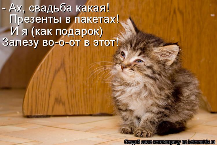 - Ах, свадьба какая! Презенты в пакетах! И я (как подарок) Залезу во-о-от в этот!... Котоматрица: - Ах, свадьба какая! Презенты в пакетах! И я (как подарок) Залезу во-о-от в этот!