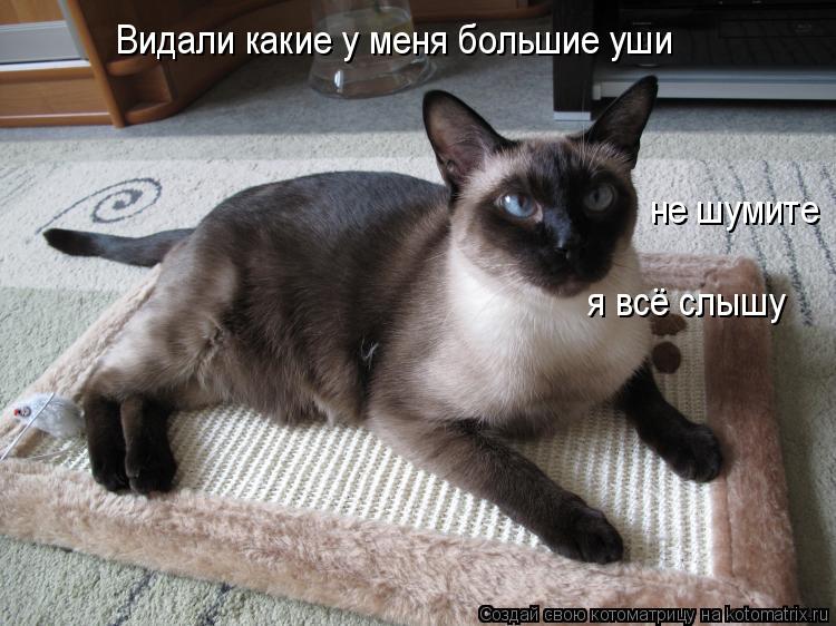 Видали какие у меня большие уши не шумите я всё слышу... Котоматрица: Видали какие у меня большие уши не шумите я всё слышу