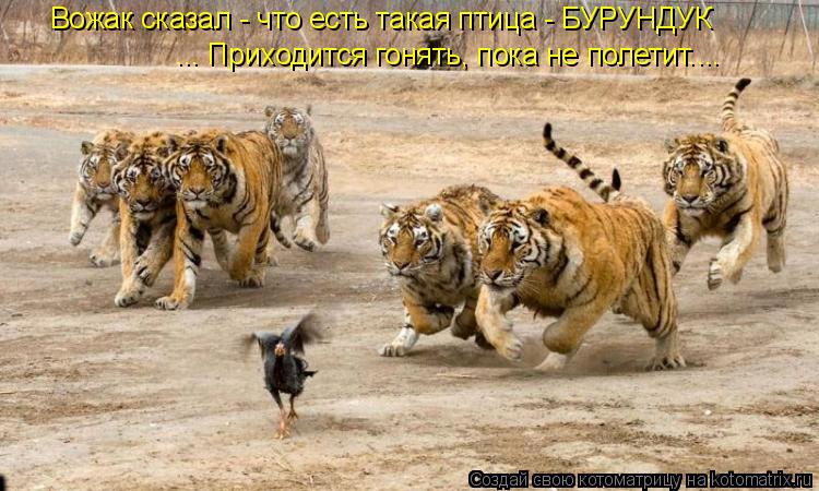 Вожак сказал - что есть такая птица - БУРУНДУК ... Приходится гонять, пока не полетит....... Котоматрица: Вожак сказал - что есть такая птица - БУРУНДУК ... Приходится гонять, пока не полетит....