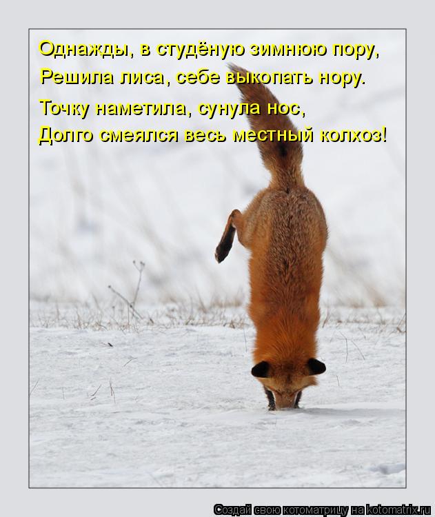 Однажды, в студёную зимнюю пору, Решила лиса, себе выкопать нору. Точку наметила, сунула нос, Дол... Котоматрица: Однажды, в студёную зимнюю пору, Решила лиса, себе выкопать нору. Точку наметила, сунула нос, Долго смеялся весь местный колхоз!