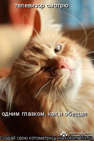 телевизор смотрю одним глазком, как и обещал... Котоматрица: телевизор смотрю одним глазком, как и обещал