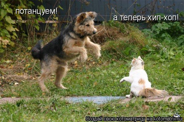 потанцуем! а теперь хип-хоп!... Котоматрица: потанцуем! а теперь хип-хоп!
