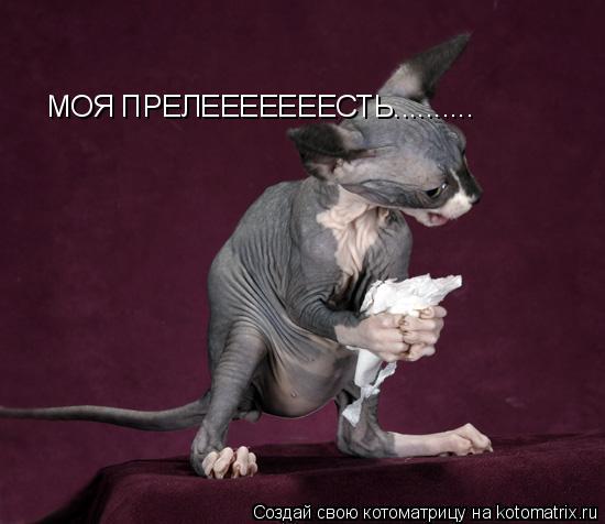 МОЯ ПРЕЛЕЕЕЕЕЕЕСТЬ............. Котоматрица: МОЯ ПРЕЛЕЕЕЕЕЕЕСТЬ..........